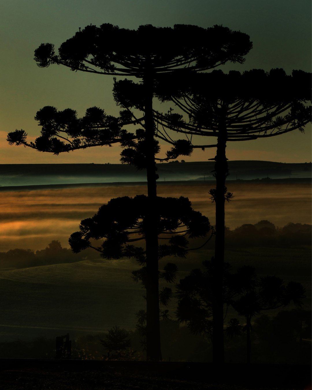 Araucárias em silhueta ao amanhecer